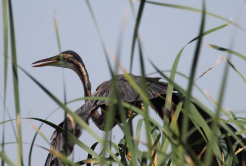 garza-imperial- humedal