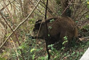 Gipuzkoa. Los jabalís cada vez más cerca en Lasarte