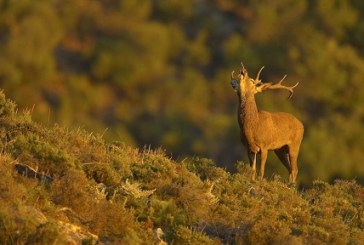 La Rioja. Los municipios afectados por la Reserva de Caza podrán pedir ayudas