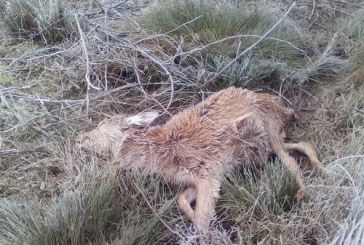 Mueren más de 25 ciervos en el parque de Salburua en Vitoria