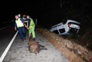 Un conductor se golpea en la cabeza tras cruzarse un jabalí