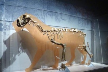 El león del Cantábrico sale de las cavernas