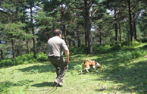 Campeonato de Cantabria de perros de rastro