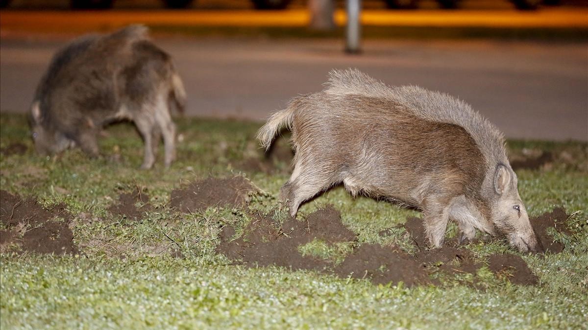 Jabalíes entran en la ciudad y meriendan con niños