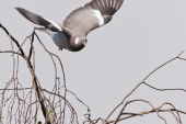 Prórroga de la caza de la paloma torcaz