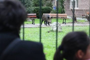 Un jabalí se pasea por Erandio y acaba en su instituto (+vídeo)