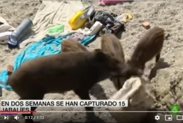 Los jabalíes llegan a playas y bares y desatan la alarma en Portugal (+ vídeo)