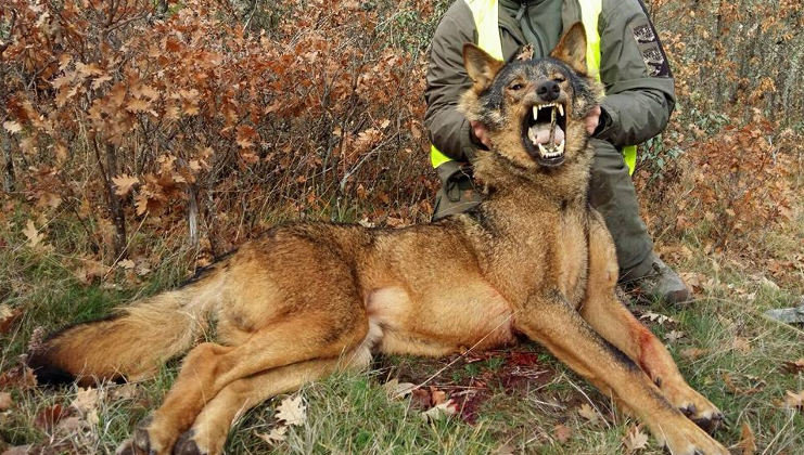 La Fundación Artemisan se persona en los recursos judiciales interpuestos contra el Plan de Gestión del Lobo en Cantabria