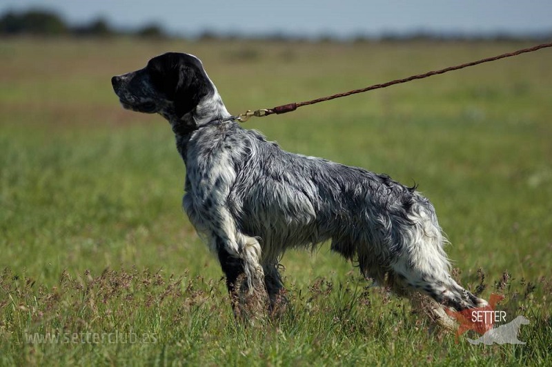 Una misteriosa enfermedad mata a decenas de perros en Noruega