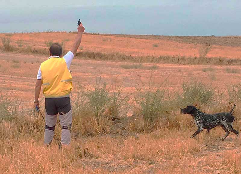 «Jenio de Iztingorri», en británicos, y «Kiko de Osan de Sira», en continentales, nuevos campeones de España