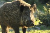 Jabalís contra la cocaína