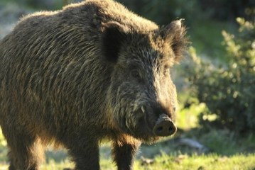 Jabalís contra la cocaína