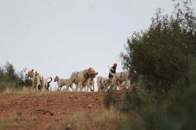 Recomendaciones en caso de accidente de nuestros perros durante la caza