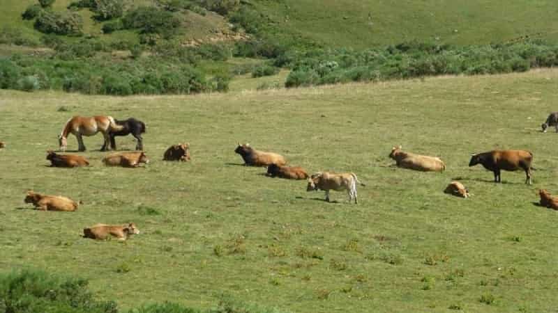 La importancia de la presencia de ganado bovino y equino en los montes