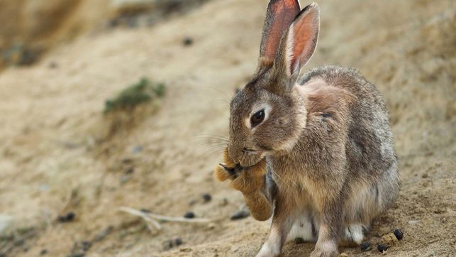 El conejo pasa a ser una especie «en peligro» por la caída de su población en España, Portugal y Francia