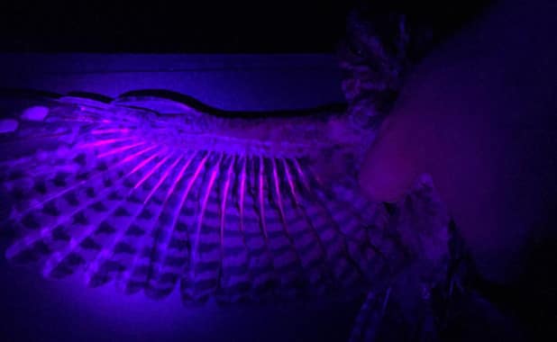 Las aves nocturnas se podrían comunicar con la fluorescencia de sus plumas