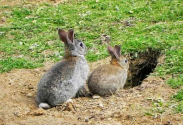 Vecinos denuncian una plaga de conejos en Portugalete (Bizkaia)