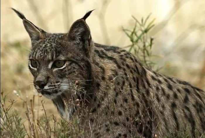 La Federación de Murcia y Artemisan se personan como acusación por la muerte de un lince