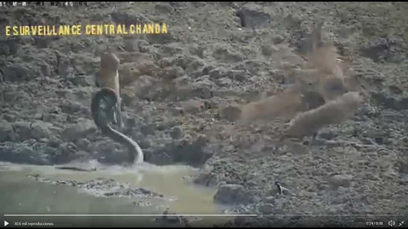 Una pitón salta del agua y atrapa un ciervo (+ vídeo)