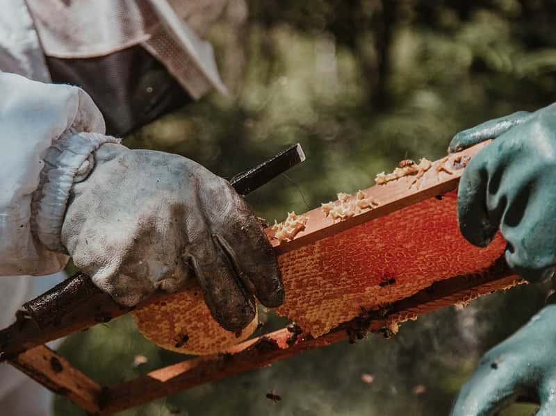 La leche de almendras está matando a las abejas