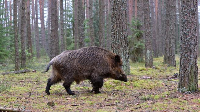 Animalistas proponen detectores infrarrojos en carreteras para prevenir accidentes