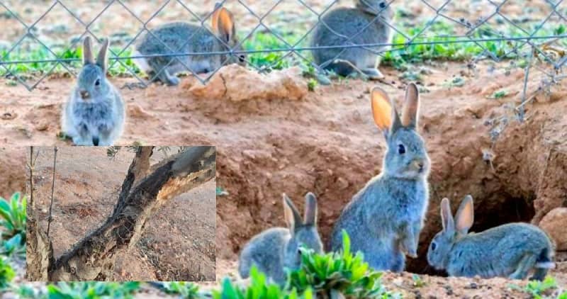 Ecologistas dicen que el conejo corre peligro, pero un agricultor arranca más de 1000 árboles por culpa de esta plaga