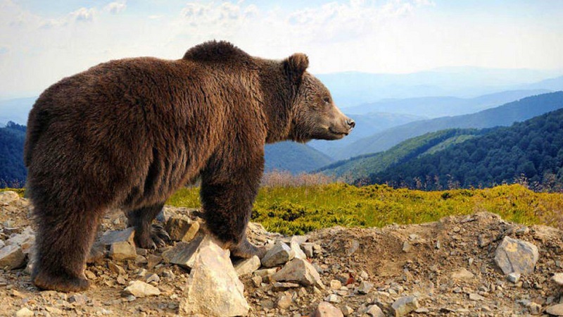 «Mata a las ovejas y las esconde»: plantean los problemas que ocasiona el oso en el Pirineo navarro