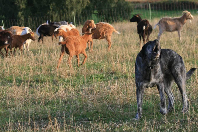 ENBA critica la decisión de proteger al lobo