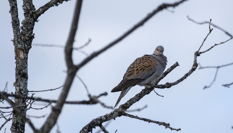 ¿Dónde está el GPS de las palomas y tórtolas?