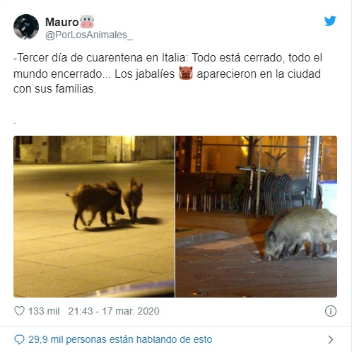 Animales silvestres son los nuevos turistas de las ciudades en cuarentena