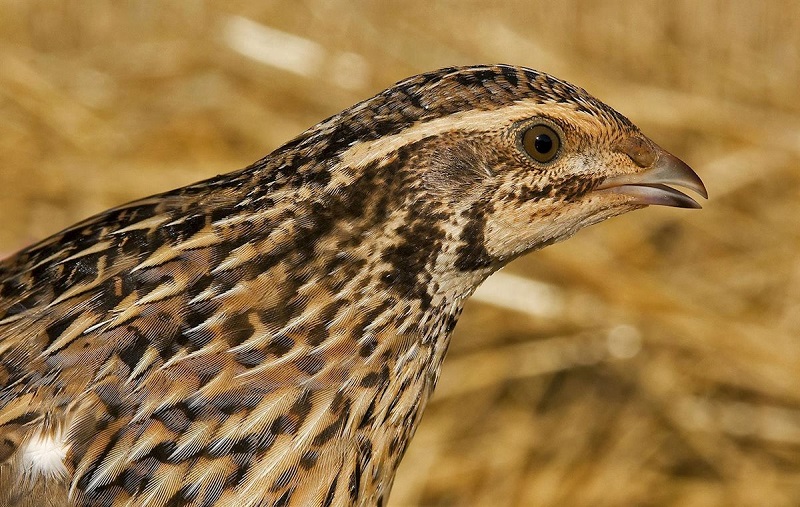 Seo Birdlife inicia su campaña para cerrar la caza de la codorniz