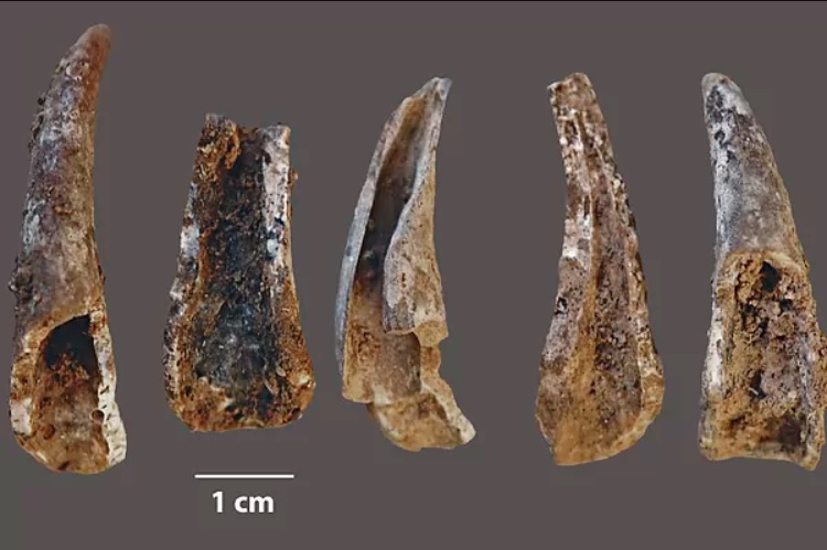 Los neandertales ya sabían pescar hace 100.000 años