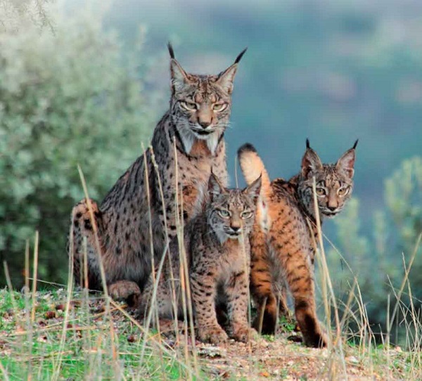 La población de linces suma 13 cachorros en esta temporada