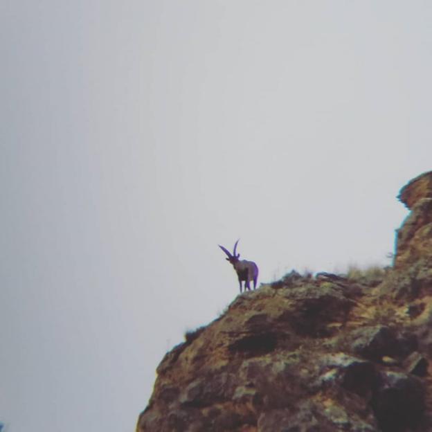 La cabra montesa, extinta en La Rioja, vuelve a la región