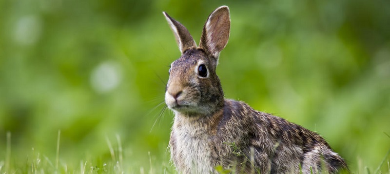 Autorizan la caza de conejos y jabalíes durante el estado de alarma