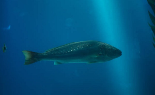 El nuevo depredador del Mediterráneo