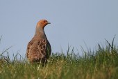 ¿Son fiables los censos realizados por cazadores?