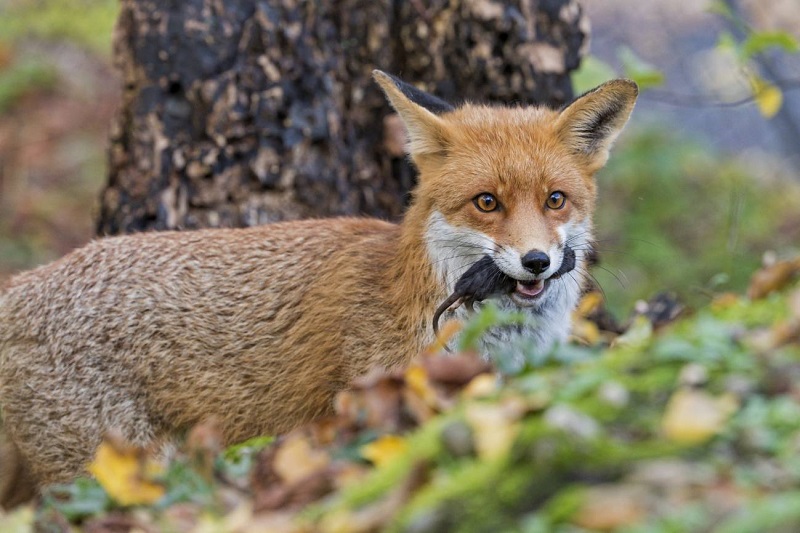 El zorro rojo actual deriva de una única especie extinta