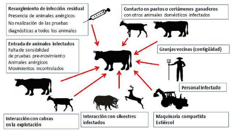 El Grupo Operativo Supra autonómico Tuberculosis (GOSTU) sigue trabajando el control de la enfermedad