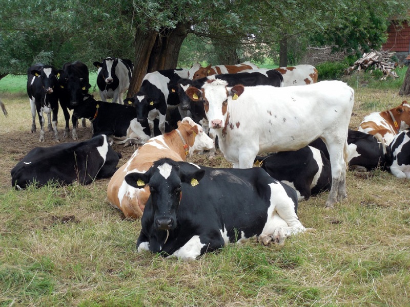 Varios proyectos españoles buscan el control de la tuberculosis animal