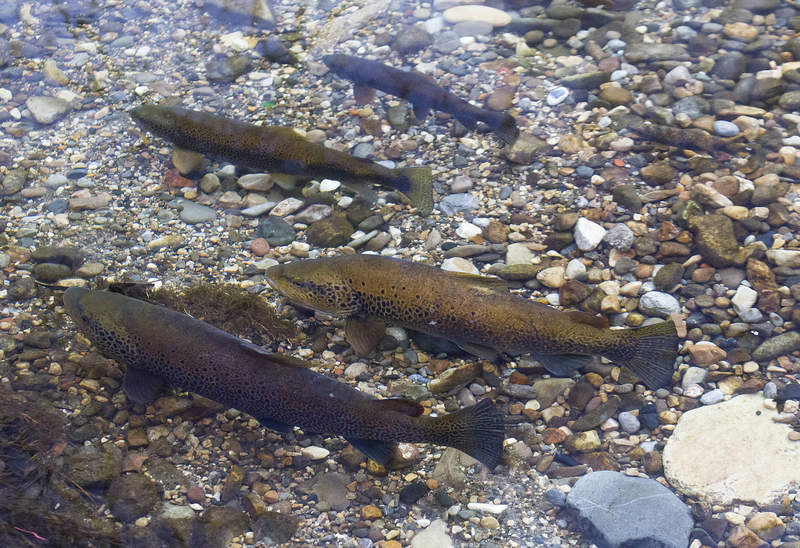 Las truchas se habitúan a los ríos leoneses gracias a la Ley de Pesca