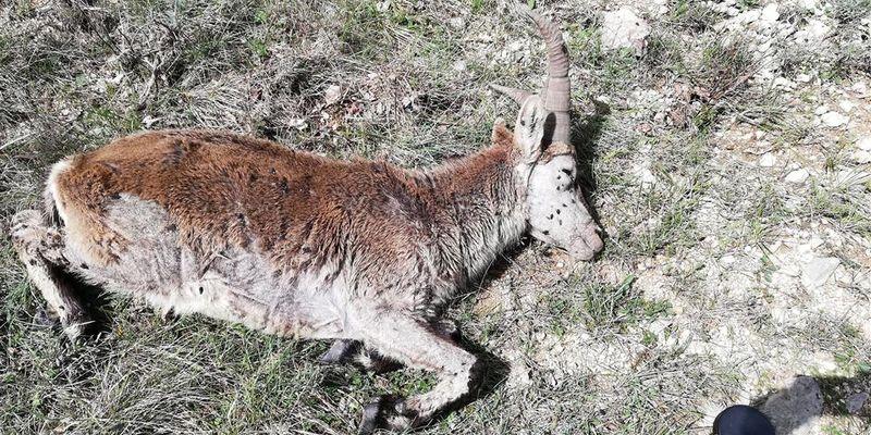 Alerta ante el rebrote de sarna en las cabras hispánicas de Castellón