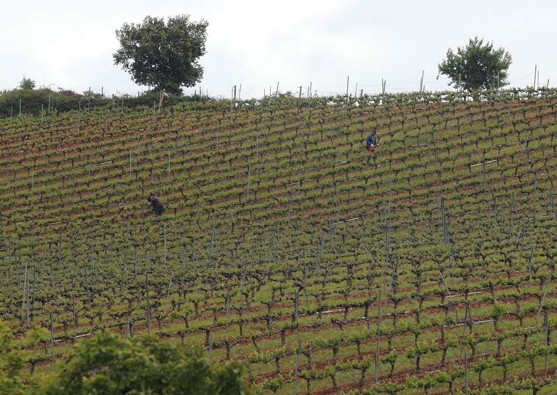 La Junta autoriza la caza de jabalíes y conejos tras la petición de la DO Bierzo