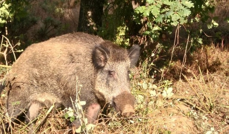 La Policía abate a tiros a un jabalí en unos jardines públicos de Vigo