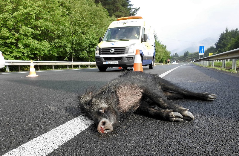 La Federación de Caza detecta un aumento de accidentes de tráfico por corzos y jabalíes