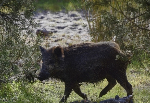 Preocupación en Salto-Vimianzo: los jabalíes van detrás de los tractores que plantan maíz