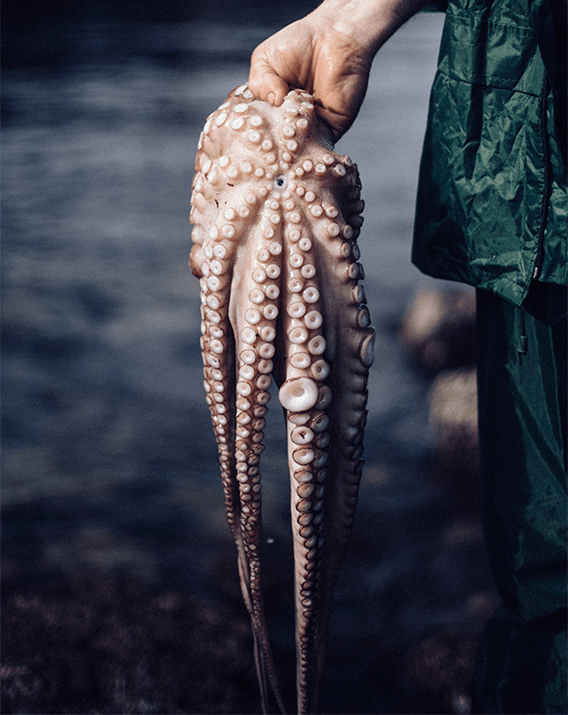 Cantabria recupera tras décadas la pesca recreativa del pulpo para este verano aunque con restricciones