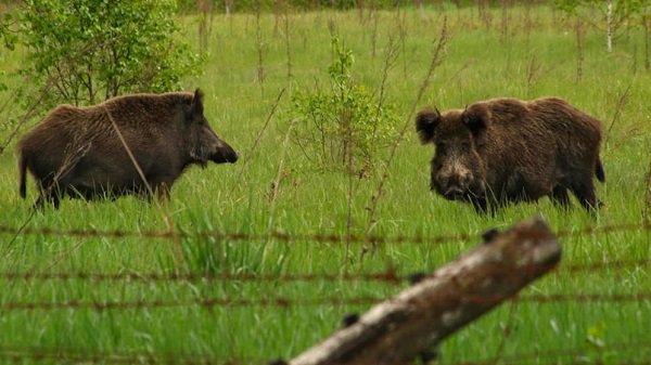 Gipuzkoa: Crece la población de jabalíes