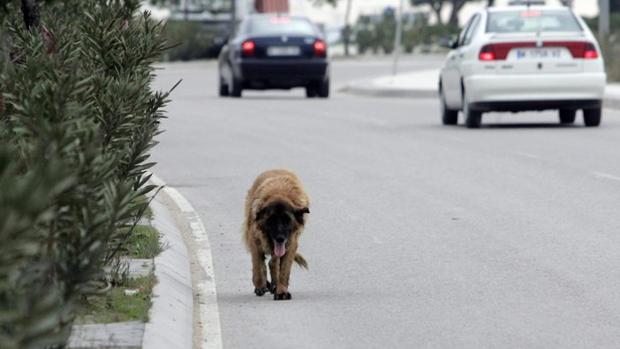 El abandono de perros sube un 25% con la desescalada del coronavirus