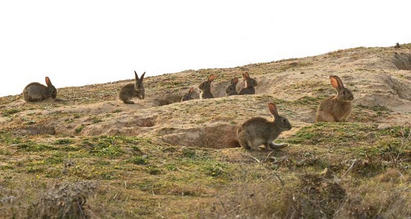 VÍDEO: Los conejos pelan una viña en pleno mes de junio